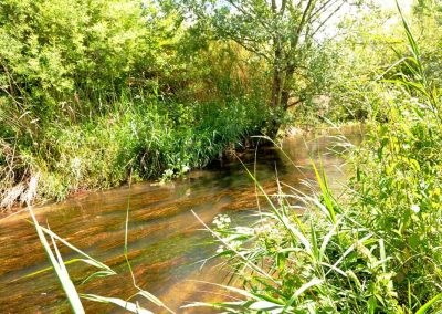 Génie écologique – Restauration d’un cours d’eau : Le Vistre (Gard, 30) – Retour d’expérience : 15 ans après !