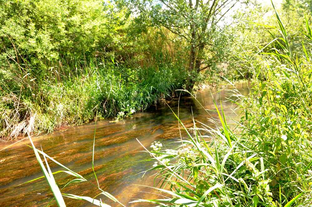 Génie écologique – Restauration d’un cours d’eau : Le Vistre (Gard, 30) – Retour d’expérience : 15 ans après !