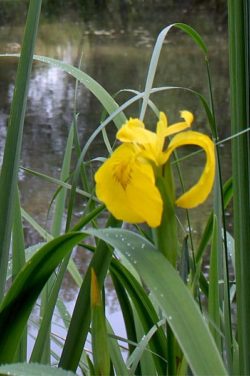Phytoépuration plante épuratrice Iris pseudacorus