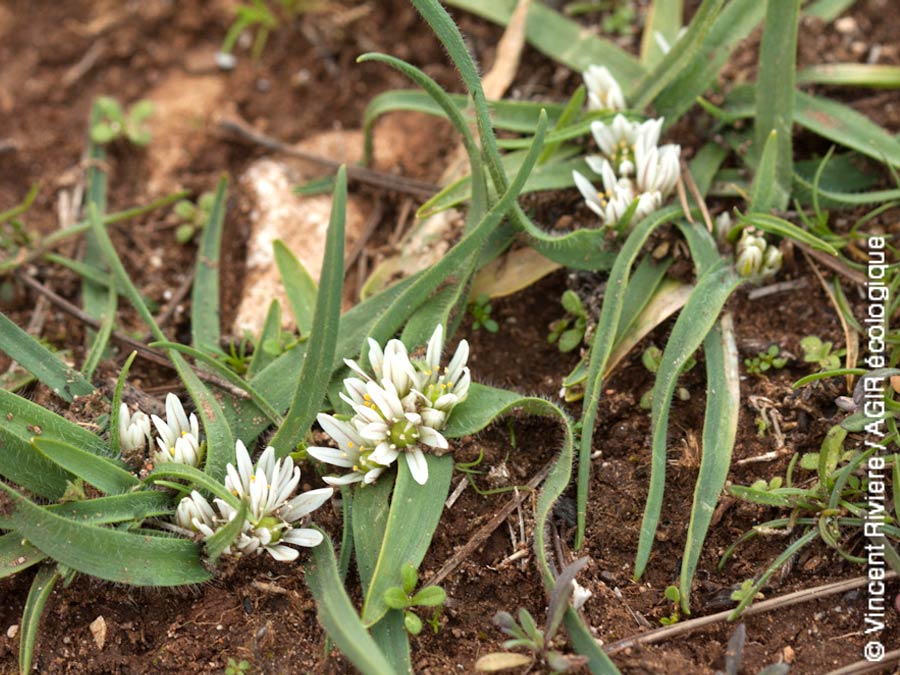 Plante protégée dans les calanques : Allium chamaemoly - Ail petit Moly