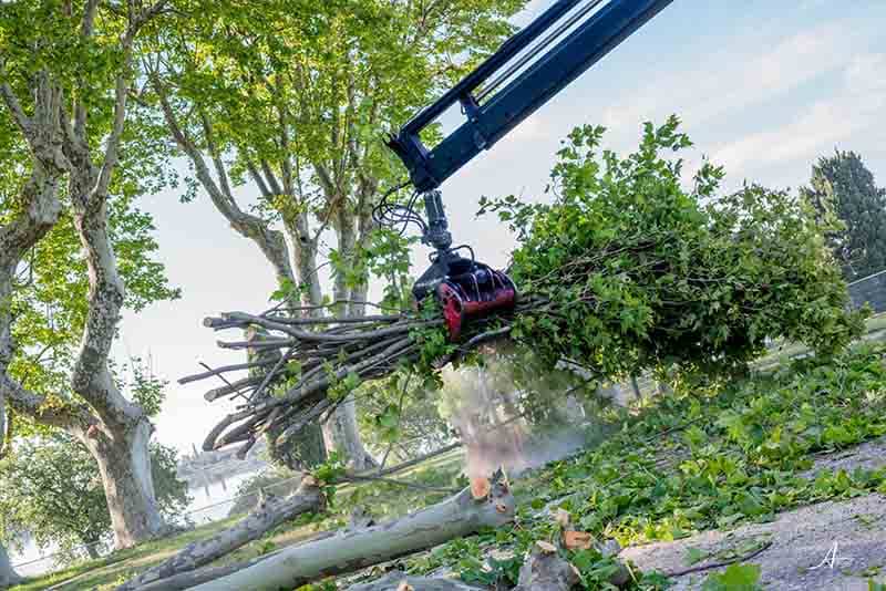 Abattage arbres Bouches-du-Rhône