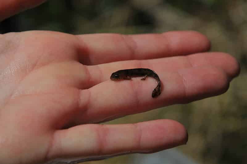 Larve salamandre tachetée