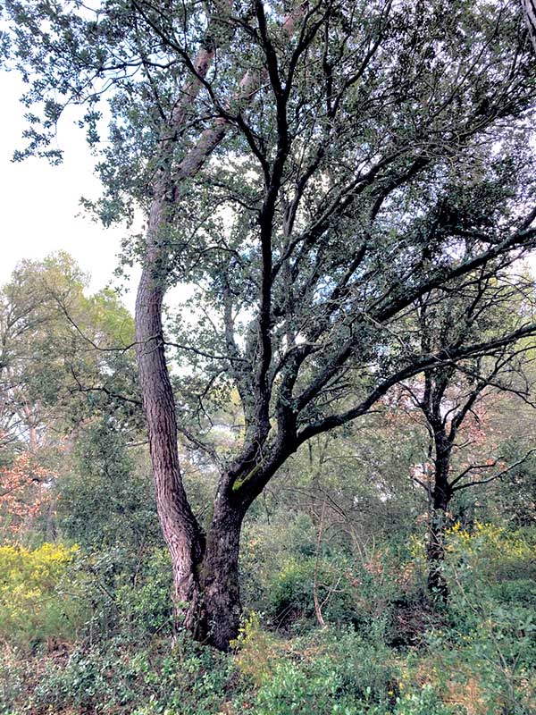 Pin et chêne vert enlacées, Puyricard, 13